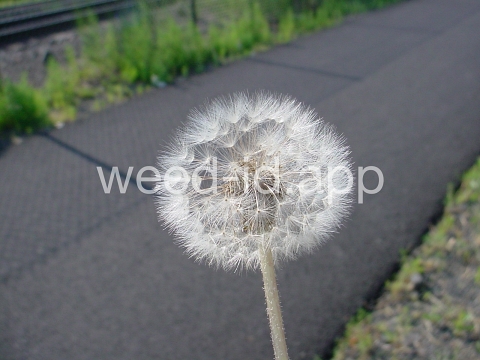 dandelion